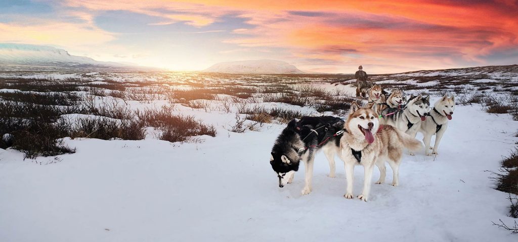 Huskys ziehen einen Schlitten durch eine Schneelandschaft