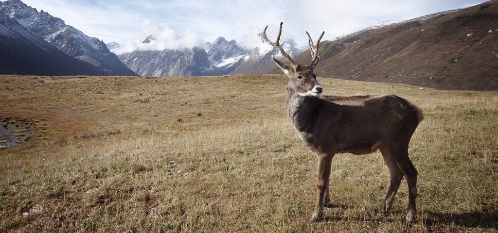Ein Hirsch steht auf einer Wiese