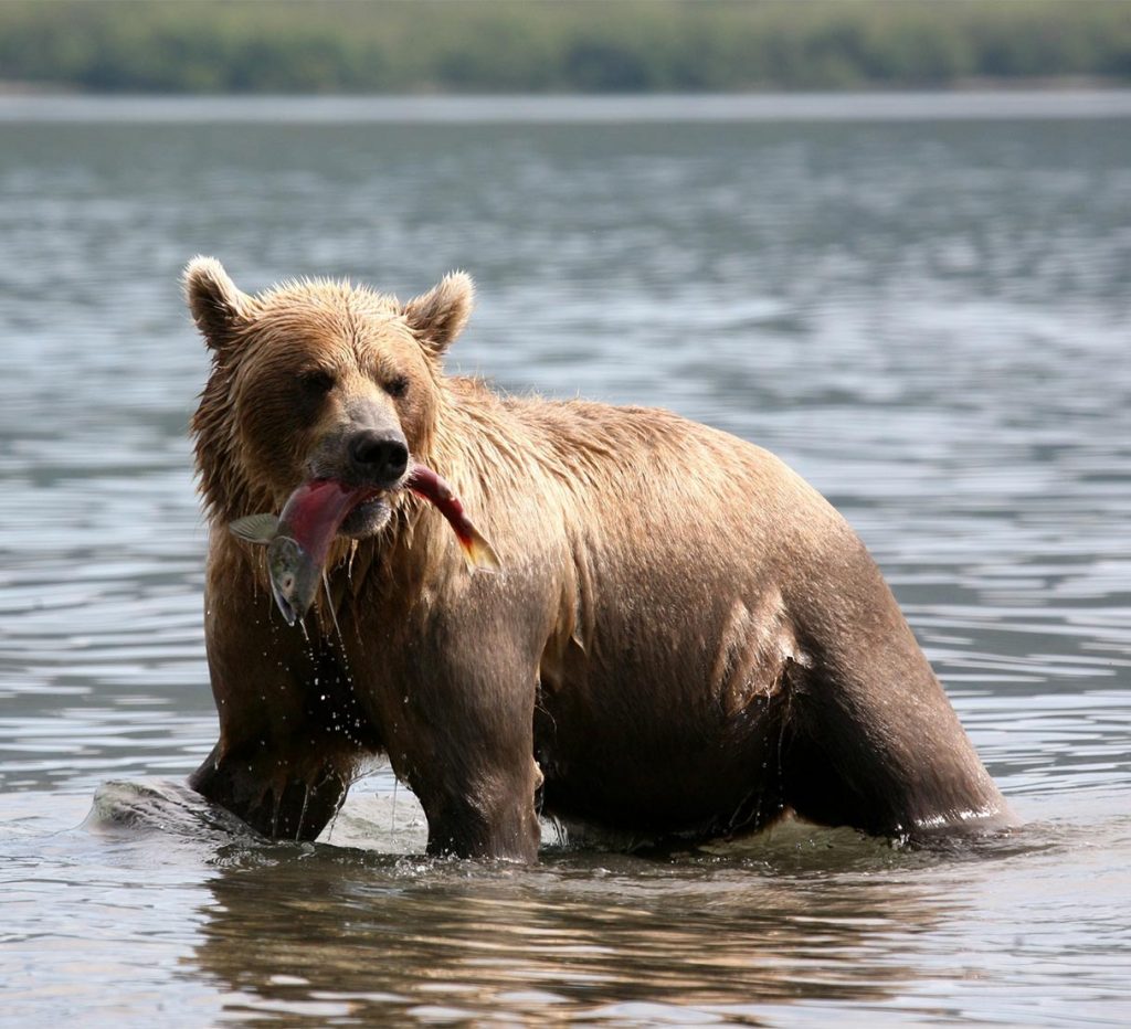 Ein Bär trägt einen Fisch im Maul und watet durch das Wasser