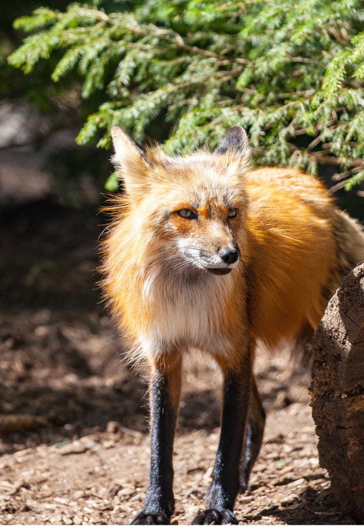 Ein Fuchs steht im Wald