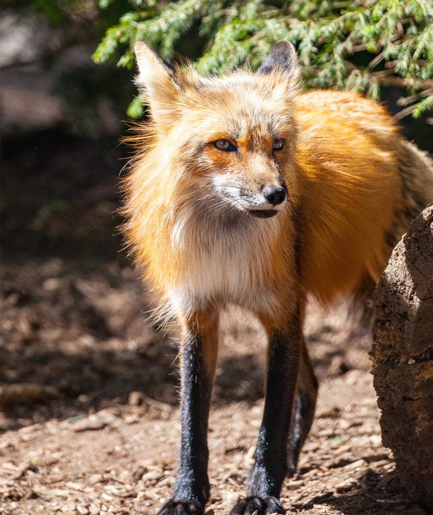 Ein Fuchs steht im Wald