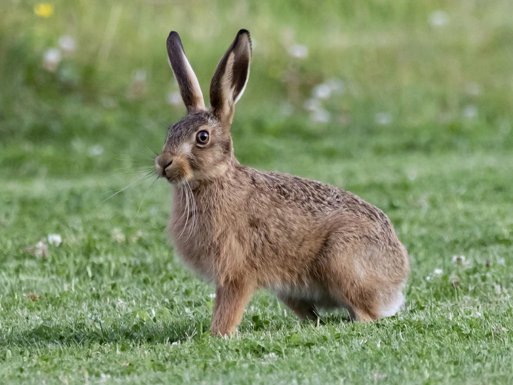Ein Hase auf einer Wiese