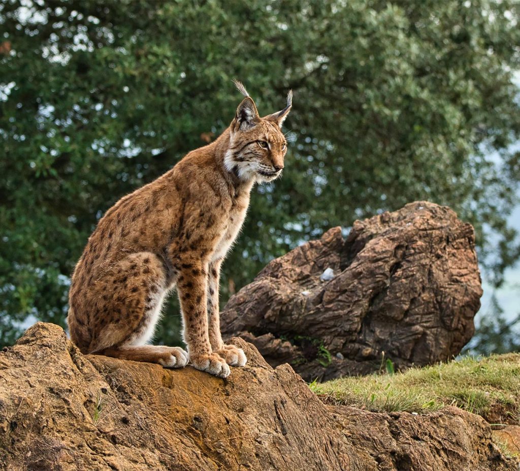 Ein Luchs sitzt auf einem Abhang