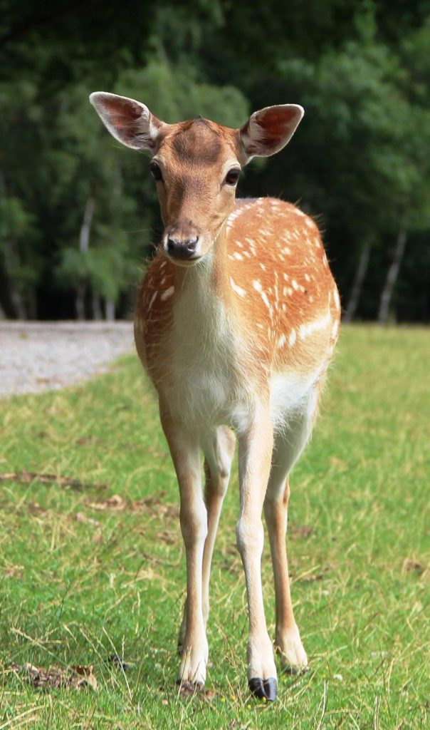 Ein Reh steht auf einer Wiese