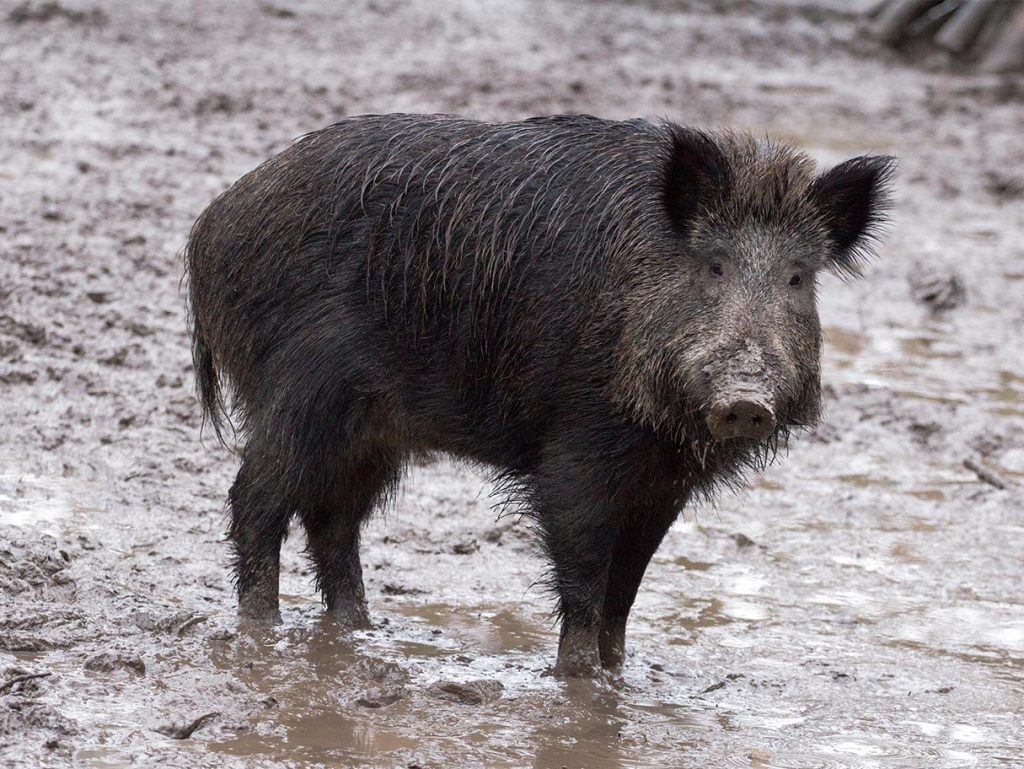 Ein Wildschwein steht im Schlamm