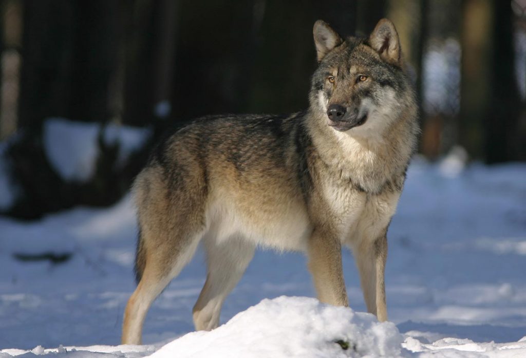 Ein Wolf im Schnee